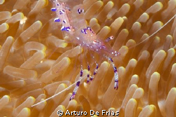 Super-closeup of Sarasvati Anemone Shrimp (Periclimenes S... by Arturo De Frias 